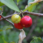 acerola cherry.jpg